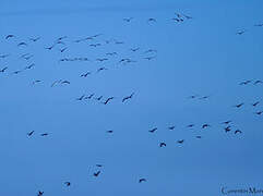 Greylag Goose