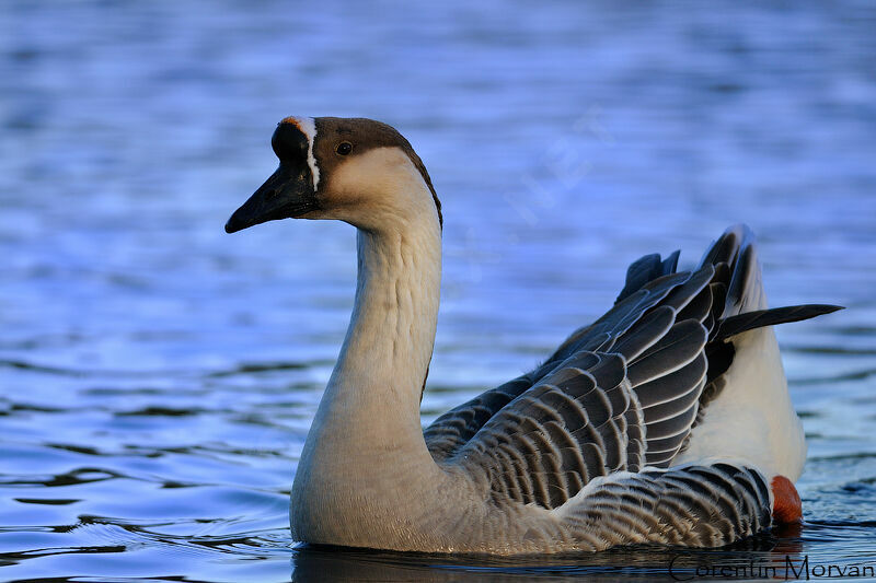 Swan Goose