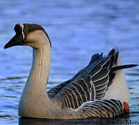 Swan Goose