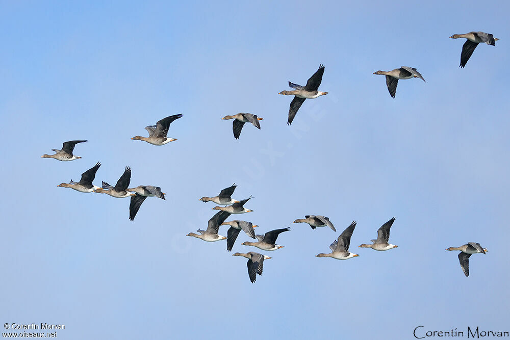 Taiga Bean Goose