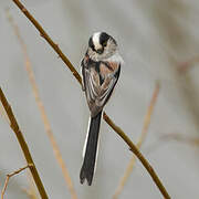 Long-tailed Tit