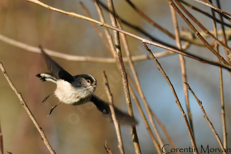 Long-tailed Tit