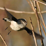 Long-tailed Tit