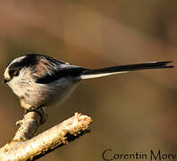 Long-tailed Tit