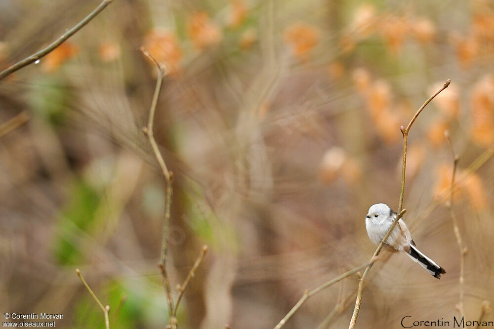 Long-tailed Tit