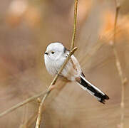 Long-tailed Tit