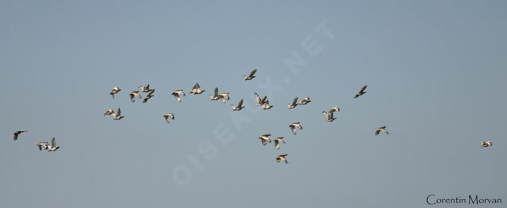 Little Bustard