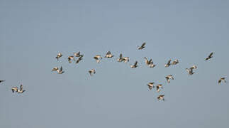 Little Bustard