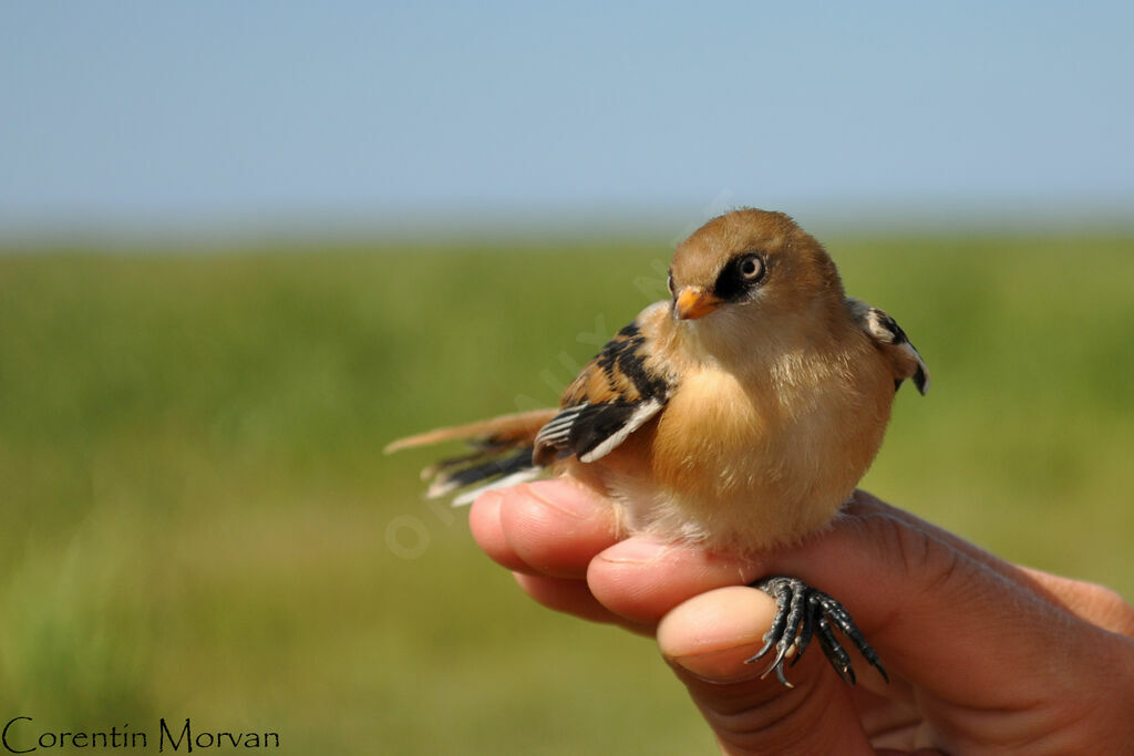 Bearded Reedlingjuvenile