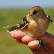 Bearded Reedling