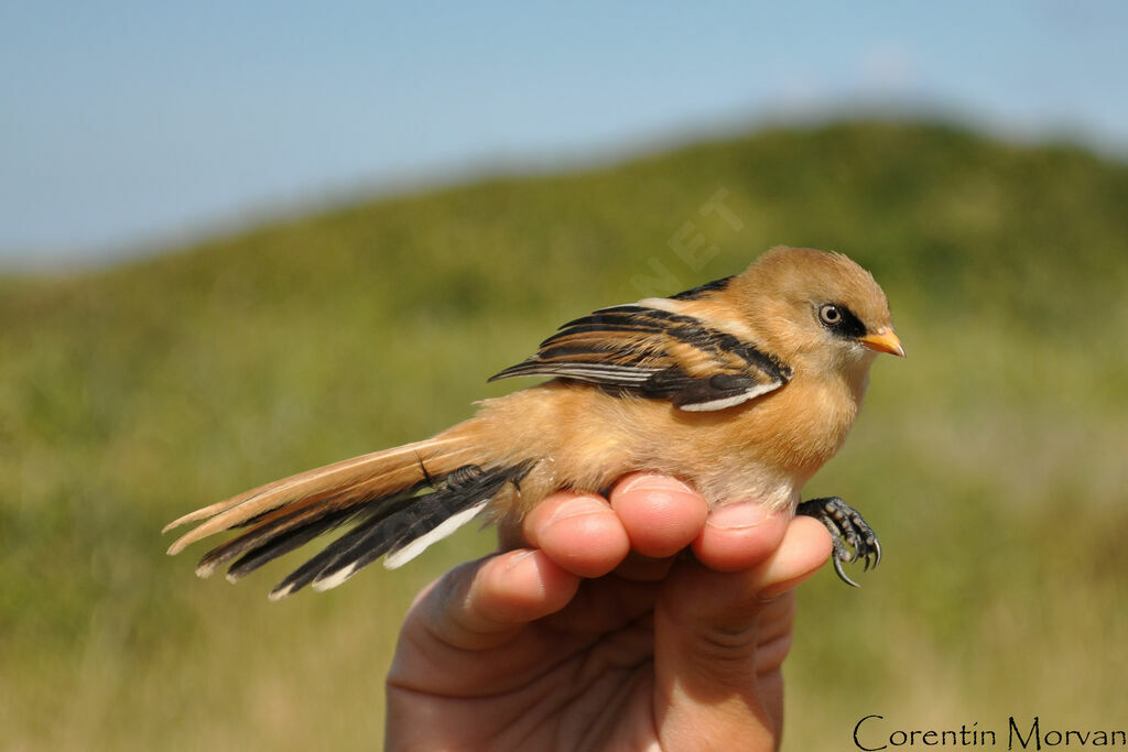 Bearded Reedlingjuvenile