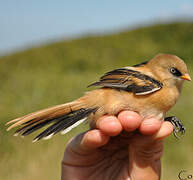 Bearded Reedling