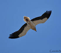 Egyptian Vulture