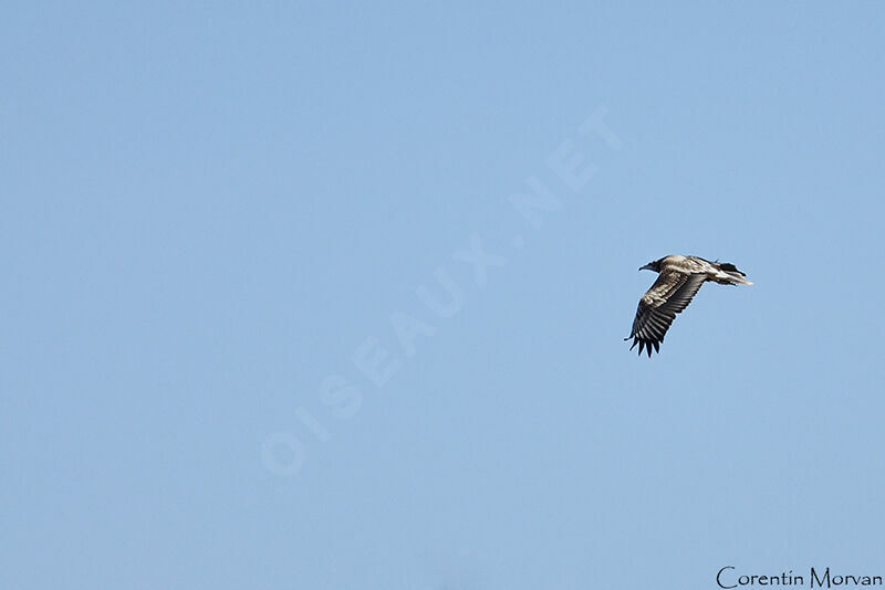 Egyptian Vulture