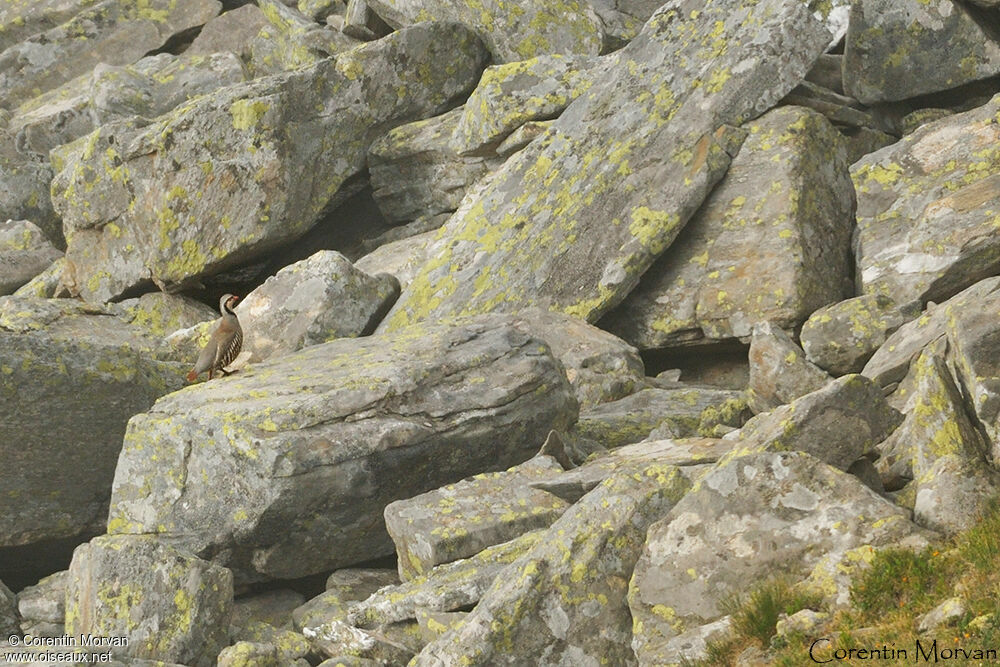 Rock Partridge