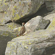 Rock Partridge