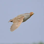 Grey Partridge