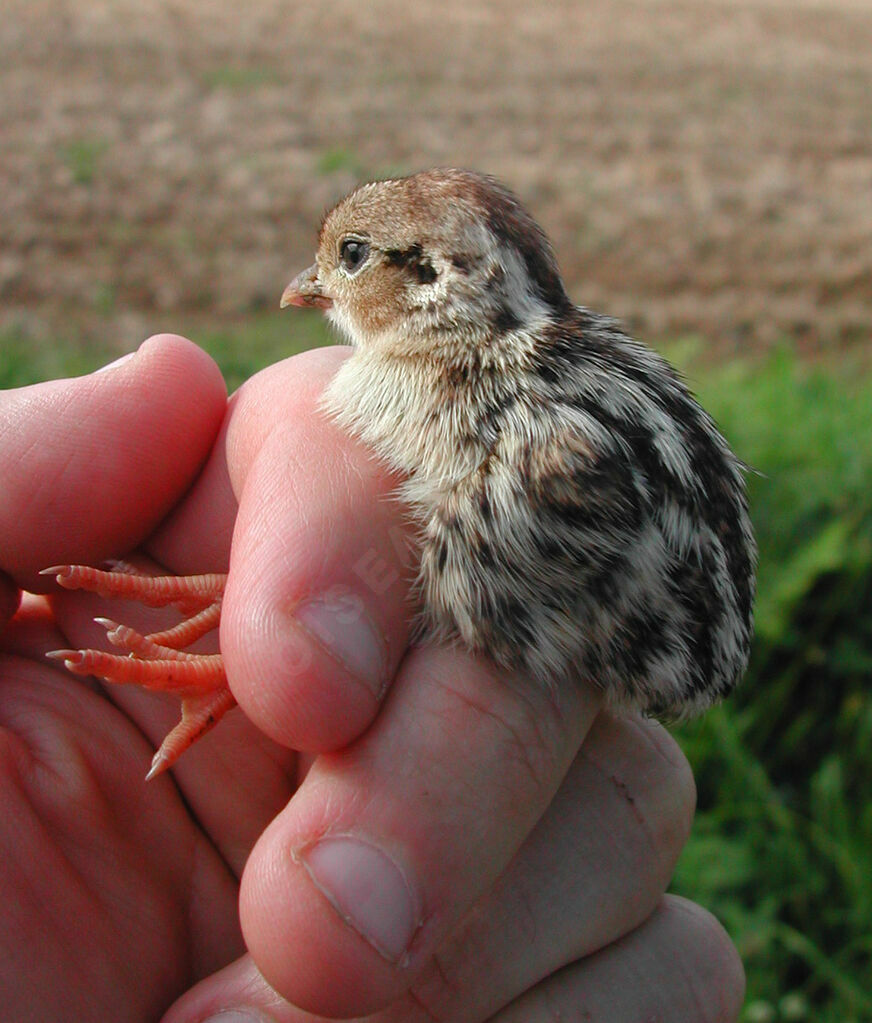 Red-legged Partridgejuvenile