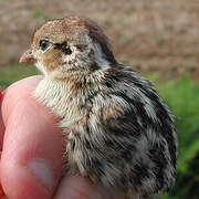 Red-legged Partridge