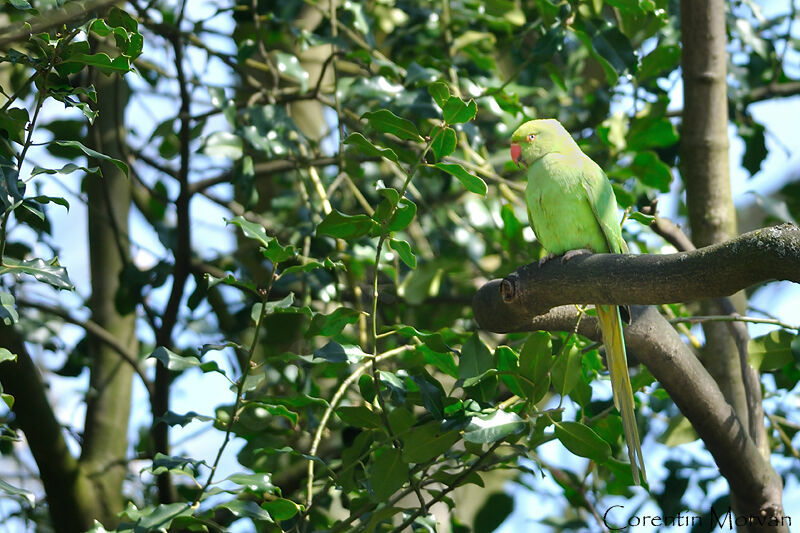 Rose-ringed Parakeet