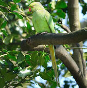 Rose-ringed Parakeet