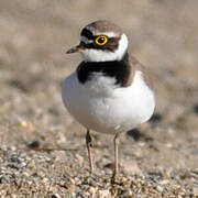 Little Ringed Plover