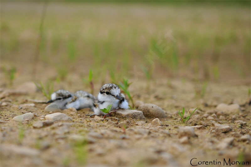 Little Ringed Plover