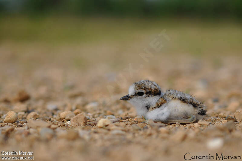 Little Ringed PloverPoussin