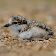 Little Ringed Plover