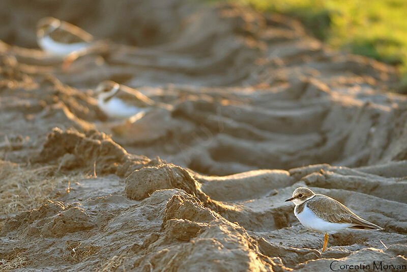 Little Ringed Plover