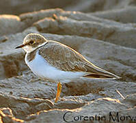 Little Ringed Plover