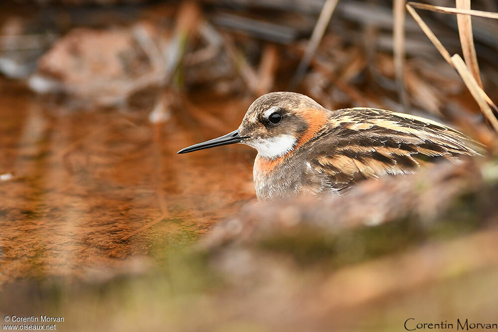 Red-necked Phalarope