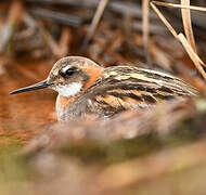 Red-necked Phalarope