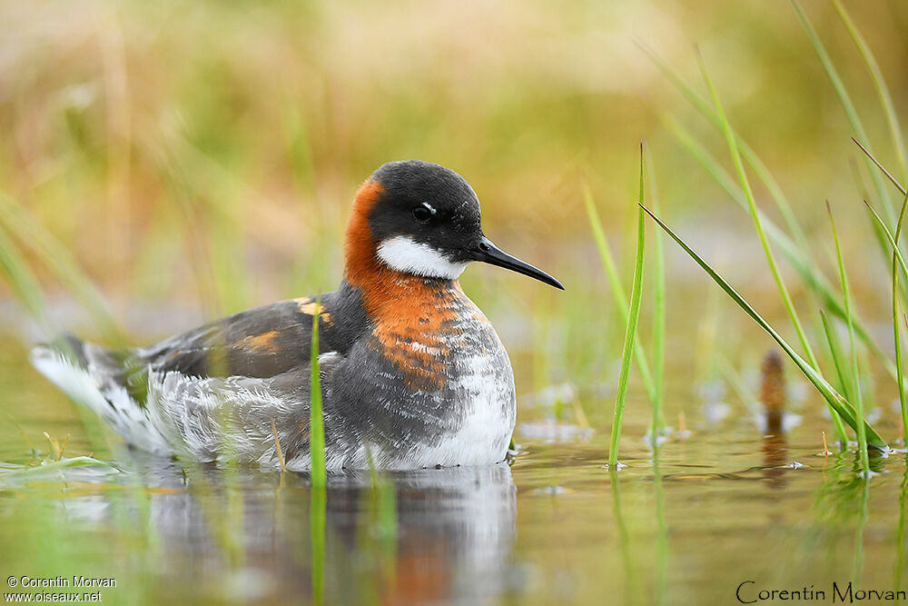 Red-necked Phalarope