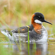 Red-necked Phalarope