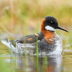 Phalarope à bec étroit