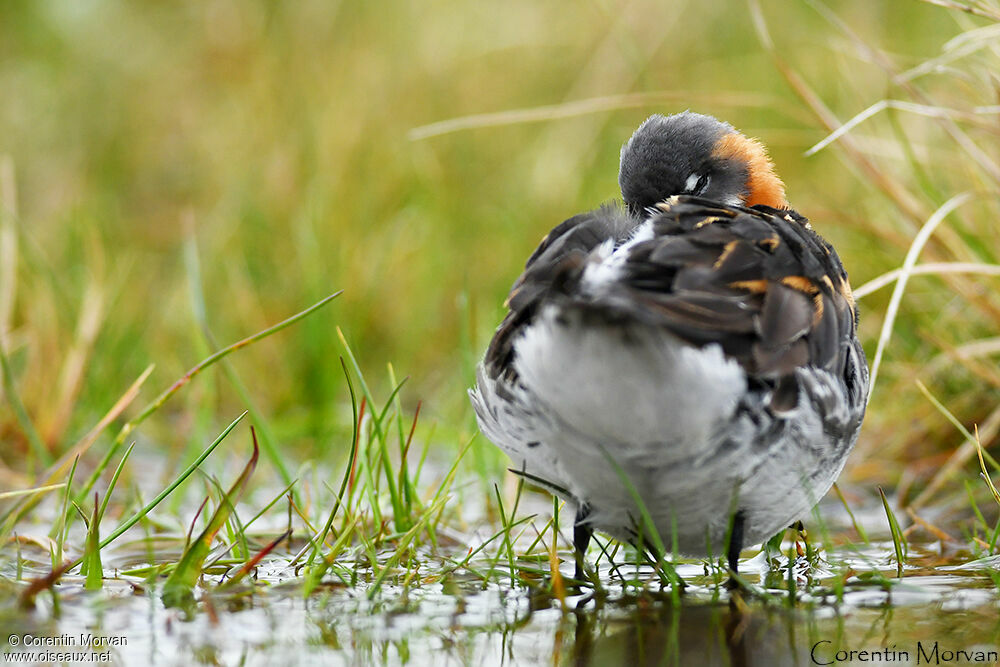 Phalarope à bec étroit