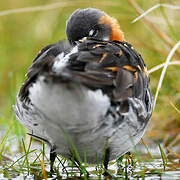 Red-necked Phalarope