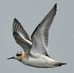 Phalarope à bec large