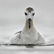 Phalarope à bec large