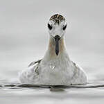 Phalarope à bec large