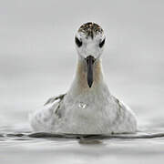 Red Phalarope