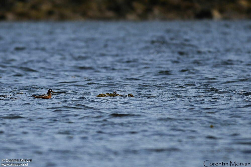 Phalarope à bec large