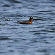 Phalarope à bec large