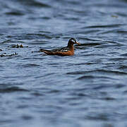 Red Phalarope