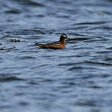 Phalarope à bec large