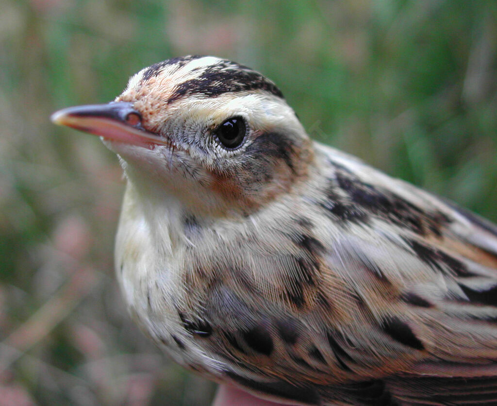 Aquatic Warbler