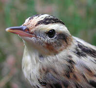 Aquatic Warbler