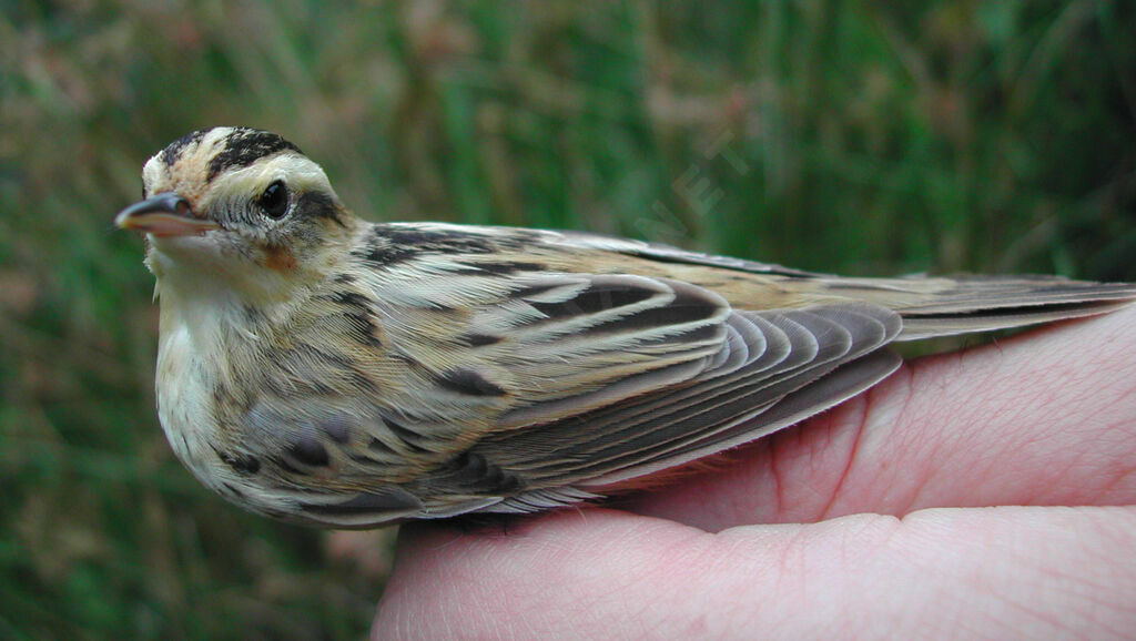 Aquatic Warbler