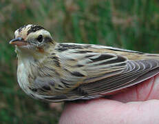 Aquatic Warbler